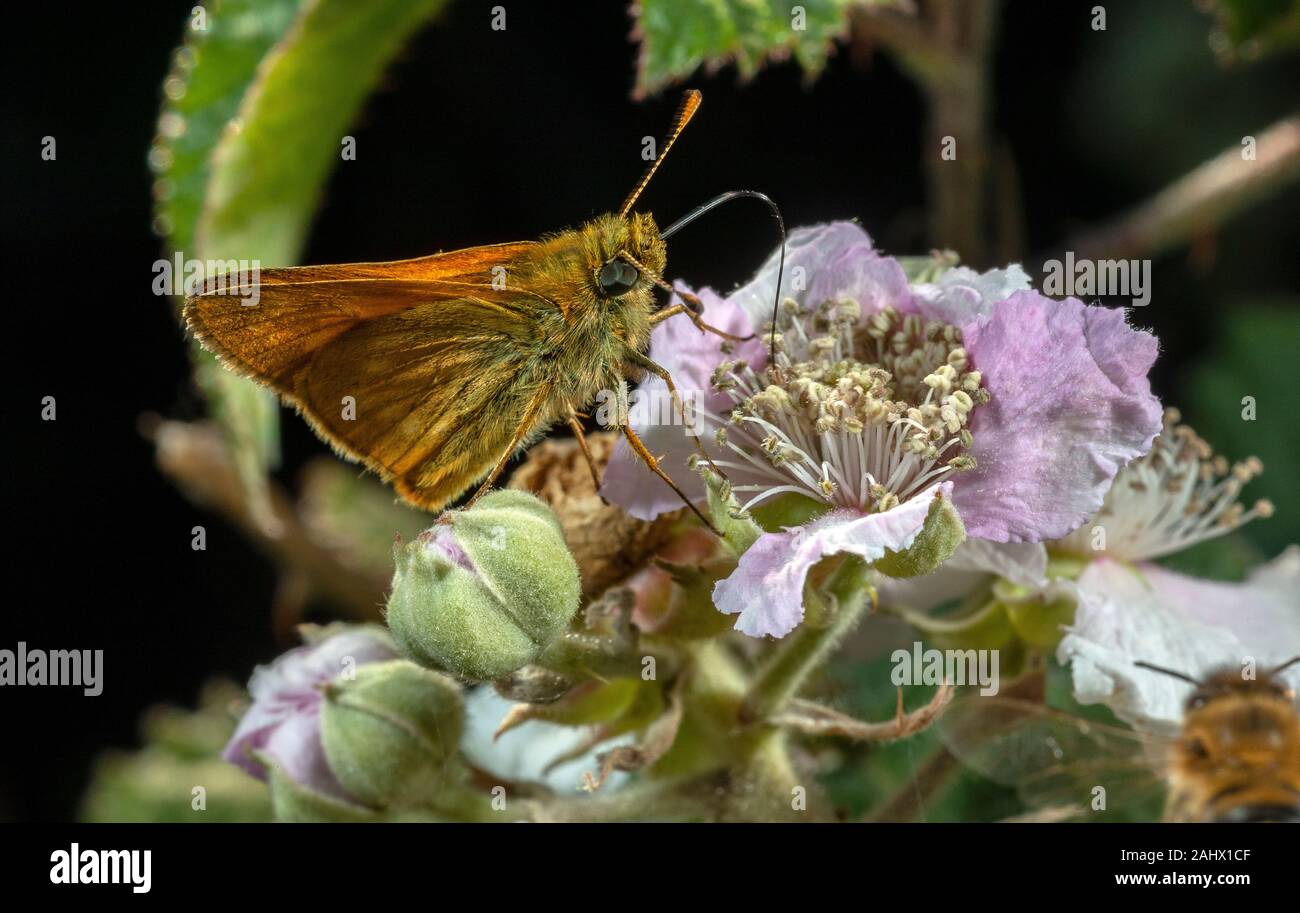 Grand Patron, Ochlodes sylvanus, se nourrissant de bramble blossom, Dorset. Banque D'Images