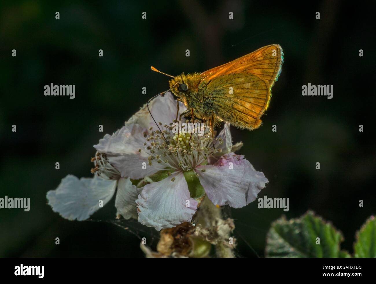 Grand Patron, Ochlodes sylvanus, se nourrissant de bramble blossom, Dorset. Banque D'Images
