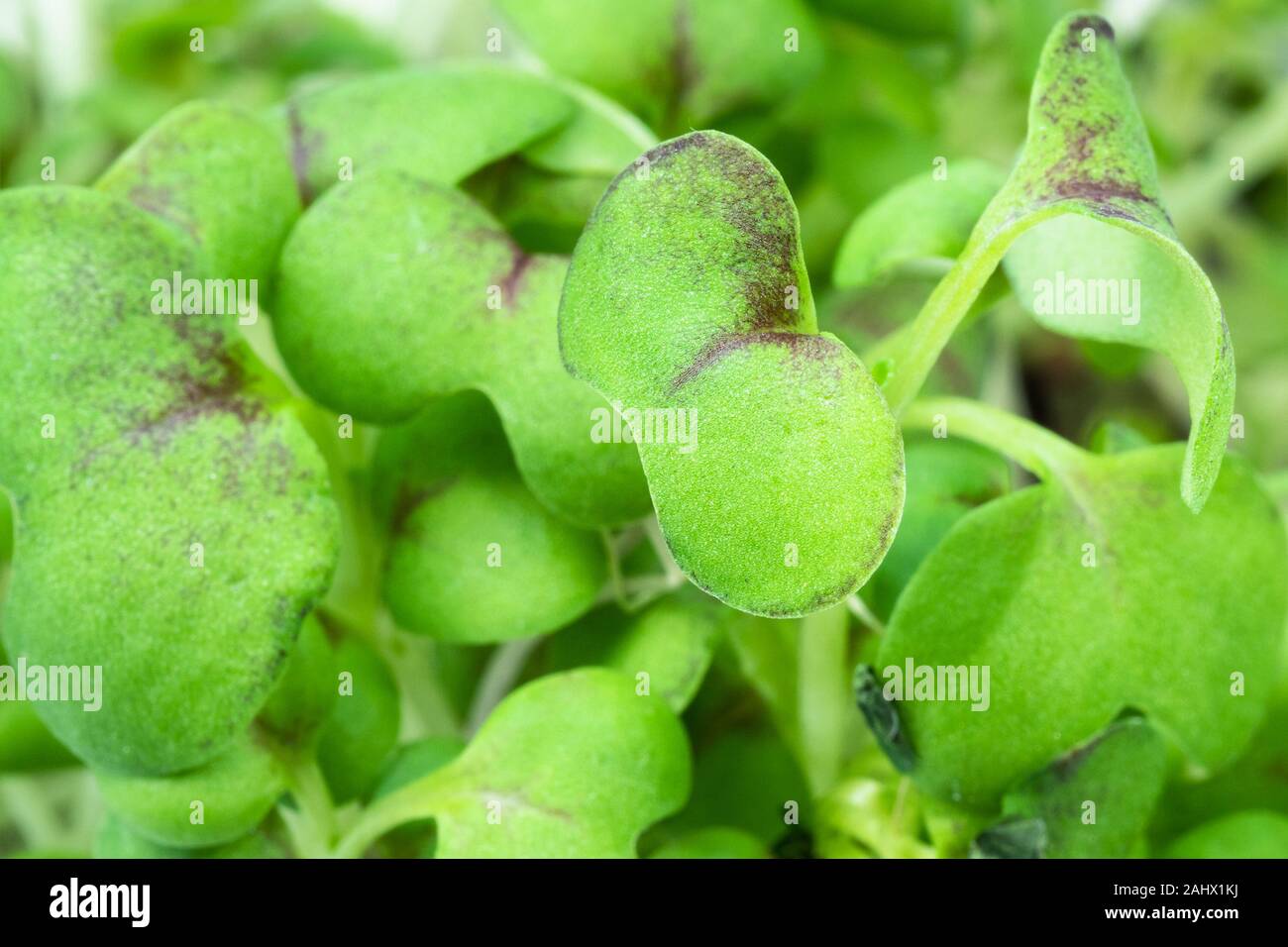Feuillage vert frais de moutarde cress close up Banque D'Images