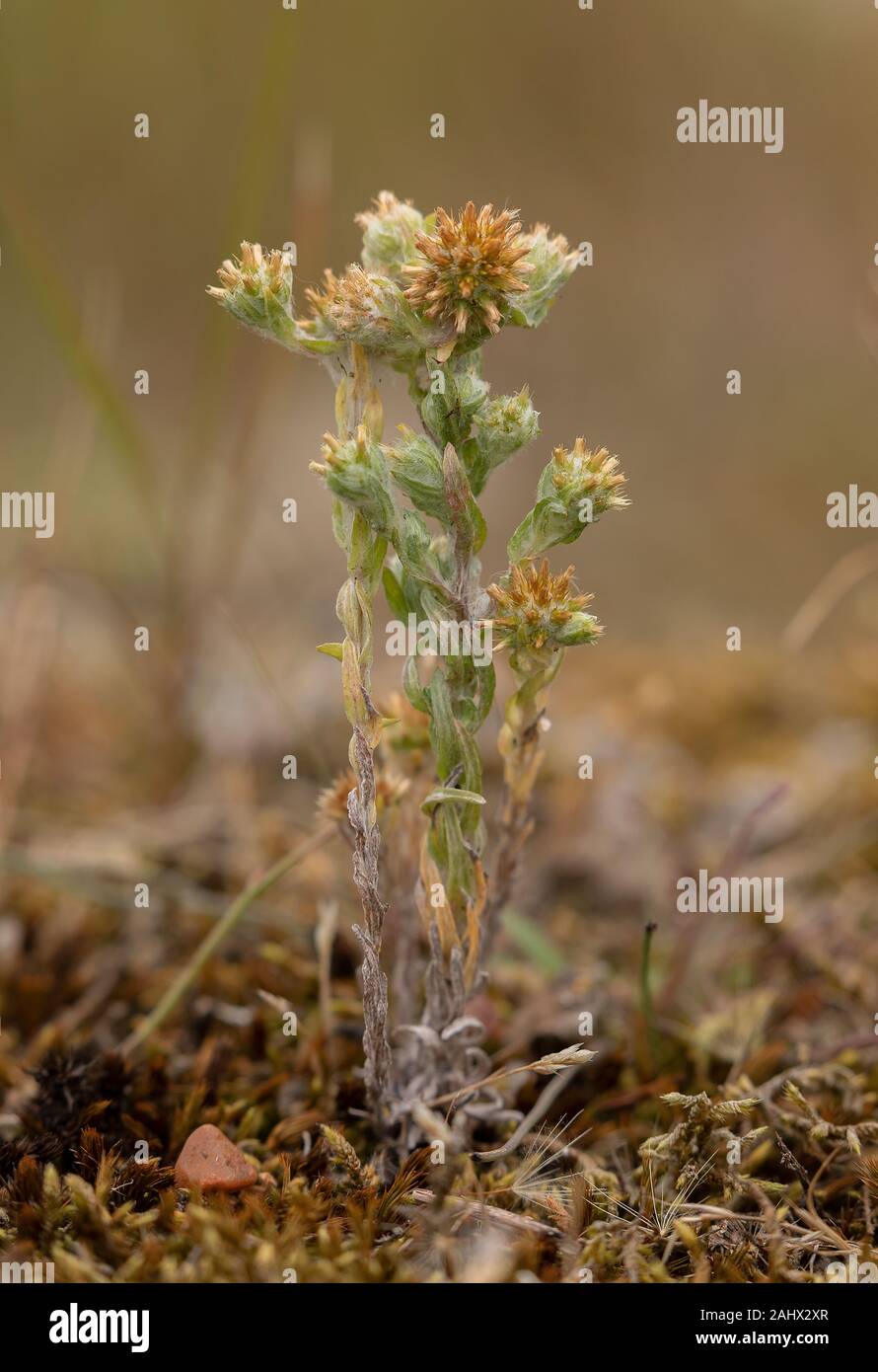 Cudweed commun, Filago germanica, en fleur et fruits, sur la plage de galets. Banque D'Images