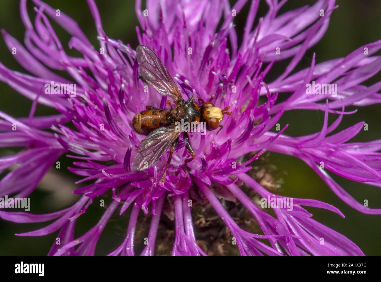 Buse rouilleuse Bee-grabber, Sicus ferrugineus, sur la centaurée noire ; parasitoïde sur bourdon les abeilles, dans le jardin de la faune, dans le Norfolk. Banque D'Images