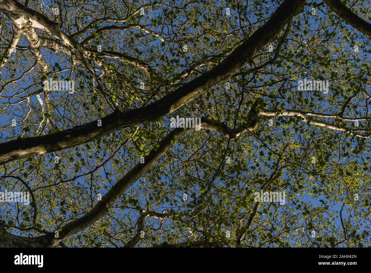 Regardant les branches d'un arbre et bleu ciel d'été Banque D'Images