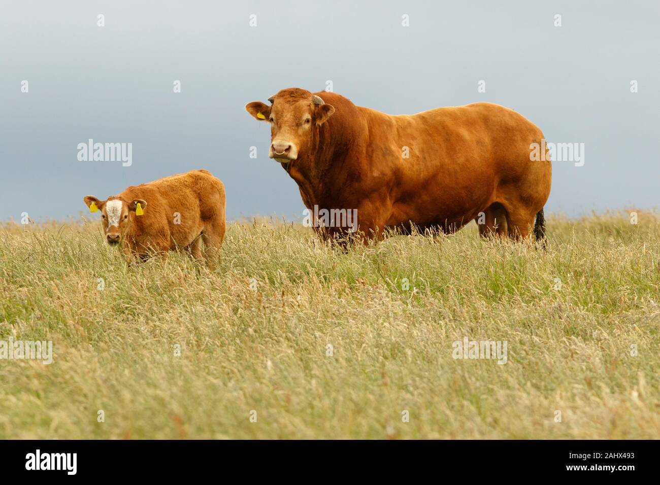 Les bovins (Bos taurus) pâturage sur champ, Ecosse, Royaume-Uni. Banque D'Images