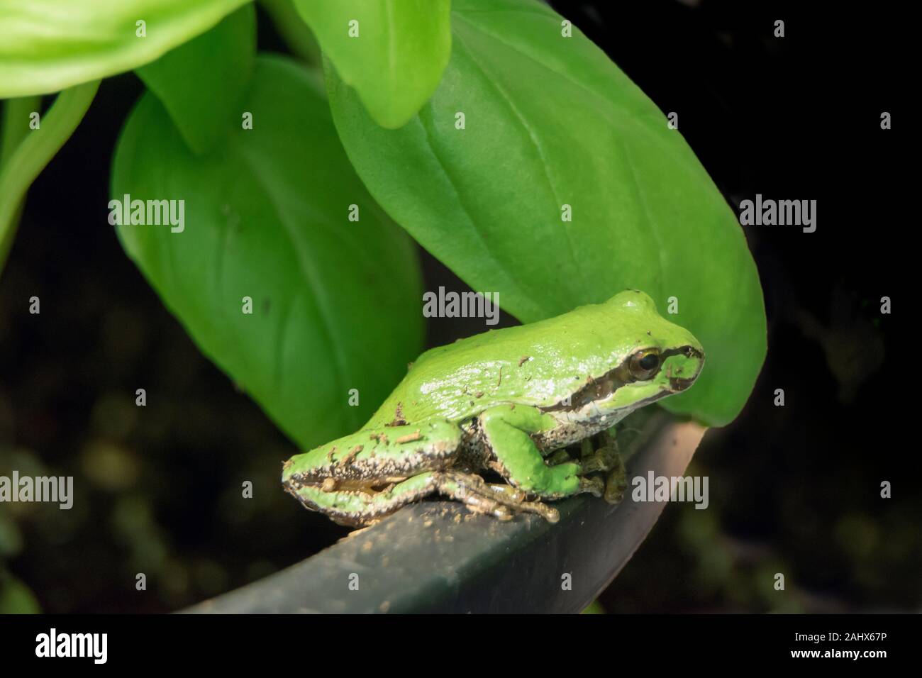 Grenouille d'arbre du Pacifique (Hyla regilla) dans une plante de basilic poté, Vancouver (Colombie-Britannique) Banque D'Images