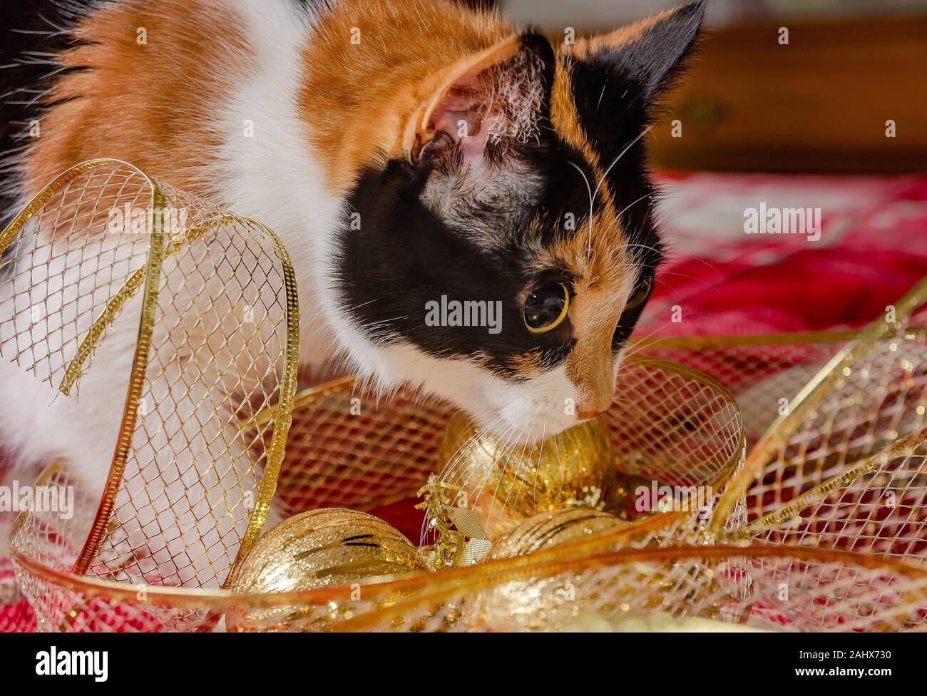 Citrouille, quatre-année-vieux chat calico, inspecte les décorations de Noël d'or et ruban, le 29 décembre 2019, dans la région de Coden, Alabama. Banque D'Images