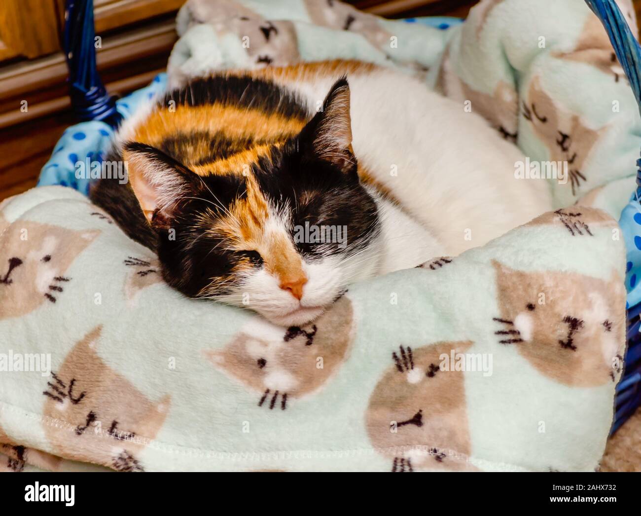 Pumpkin, un chat Calico de quatre ans, se pose dans un panier avec une couverture sur le thème du chat, le 29 décembre 2019, à Coden, Alabama. Banque D'Images