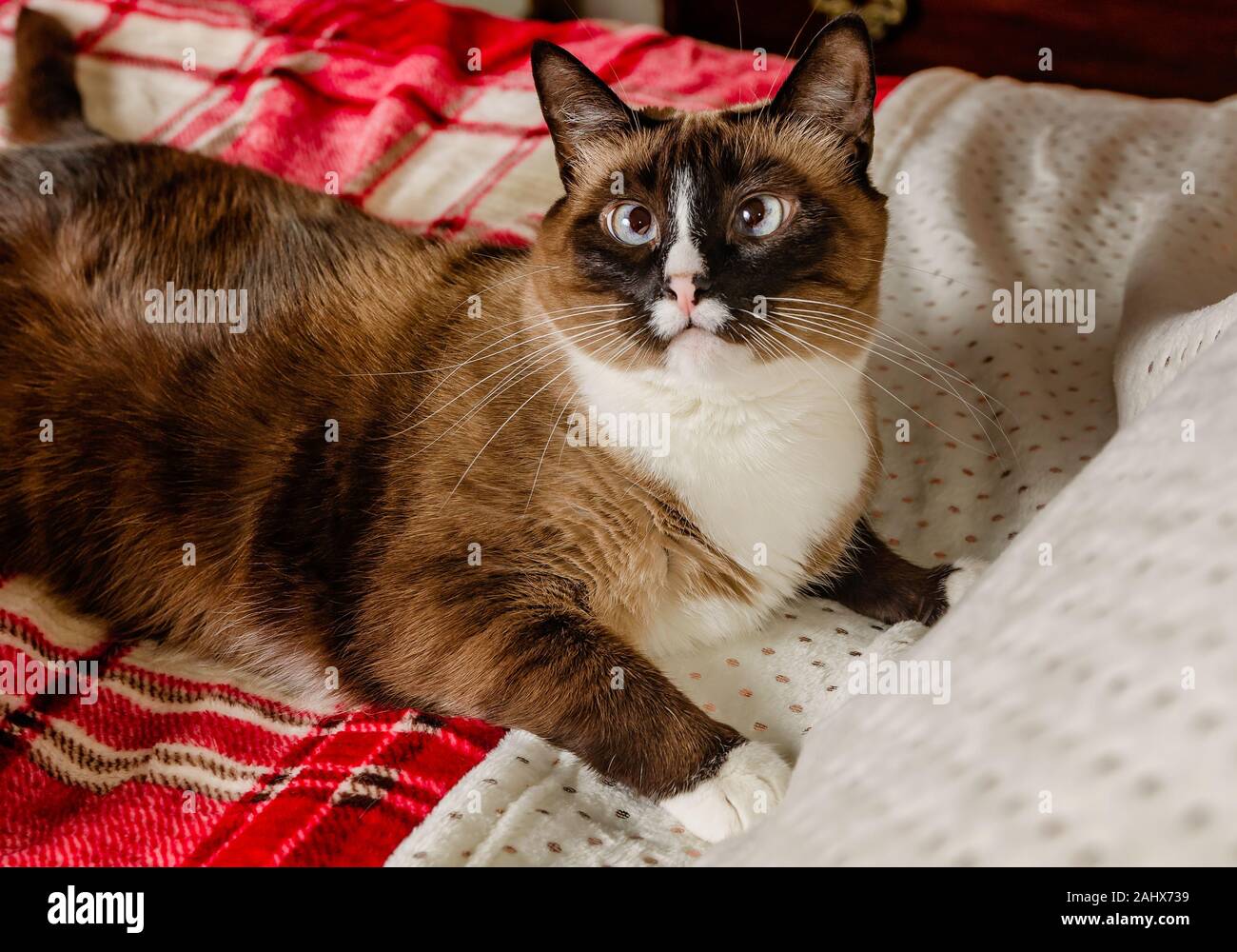 Twinkie, un enfant de cinq ans chat siamois, établit sur une couverture à carreaux rouge, le 29 décembre 2019, dans la région de Coden, Alabama. Banque D'Images