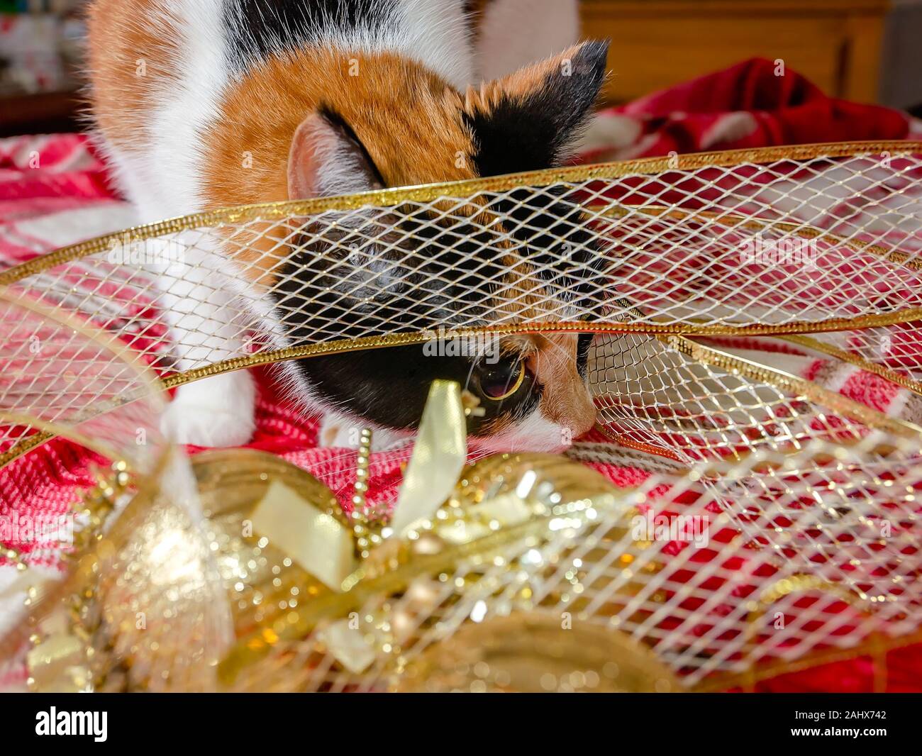 Citrouille, quatre-année-vieux chat calico, inspecte les décorations de Noël d'or et ruban, le 29 décembre 2019, dans la région de Coden, Alabama. Banque D'Images