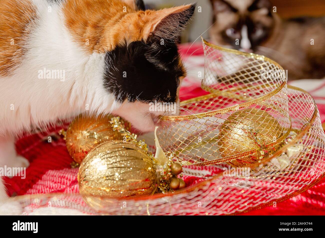 Citrouille, quatre-année-vieux chat calico, mâche en ruban de Noël d'or comme un chat siamois watches, le 29 décembre 2019, dans la région de Coden, Alabama. Banque D'Images