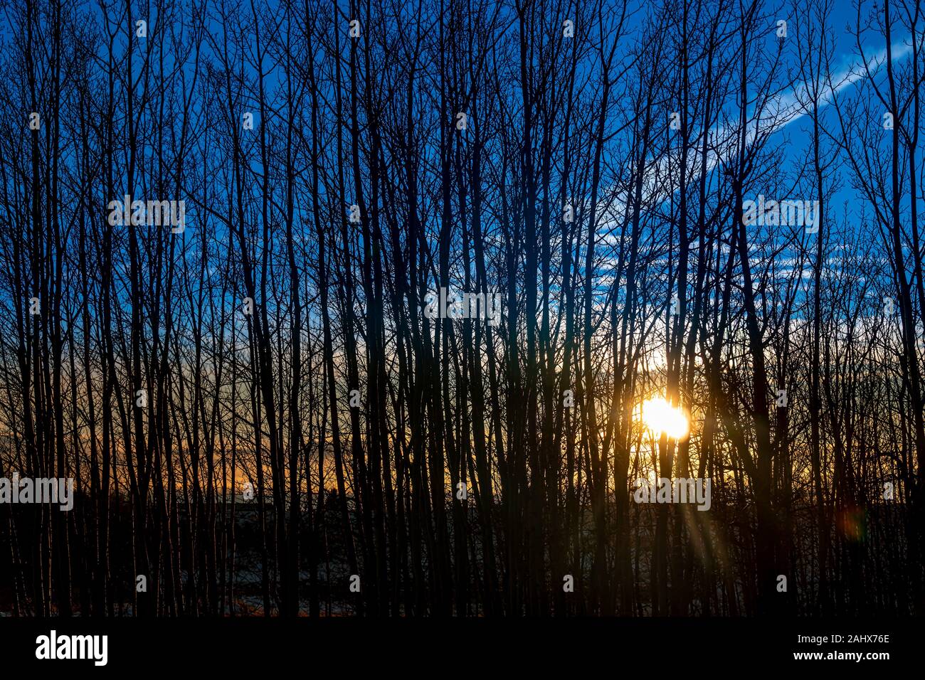 Nos filles Golden Doodle, Carley, aide à ouvrir des cadeaux le jour de Noël 2019. Banque D'Images