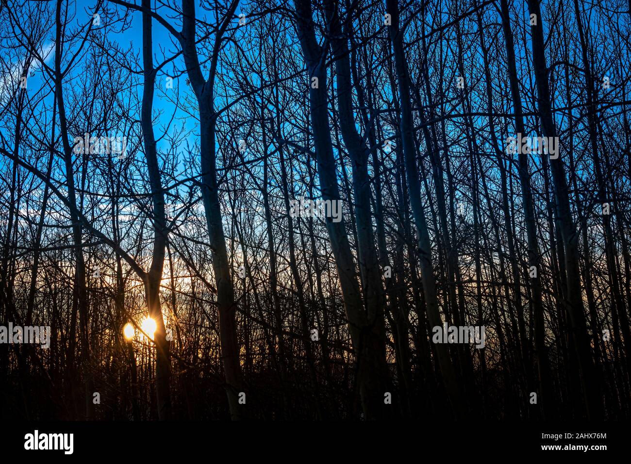 Nos filles Golden Doodle, Carley, aide à ouvrir des cadeaux le jour de Noël 2019. Banque D'Images