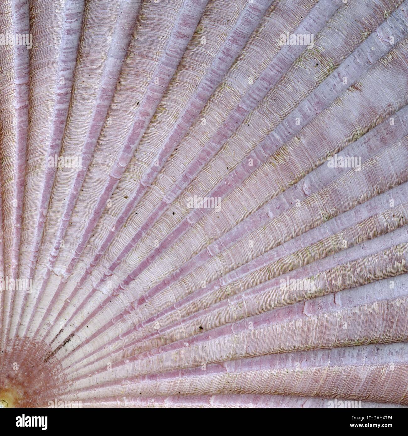 Détail de la surface d'un coquillage Banque D'Images