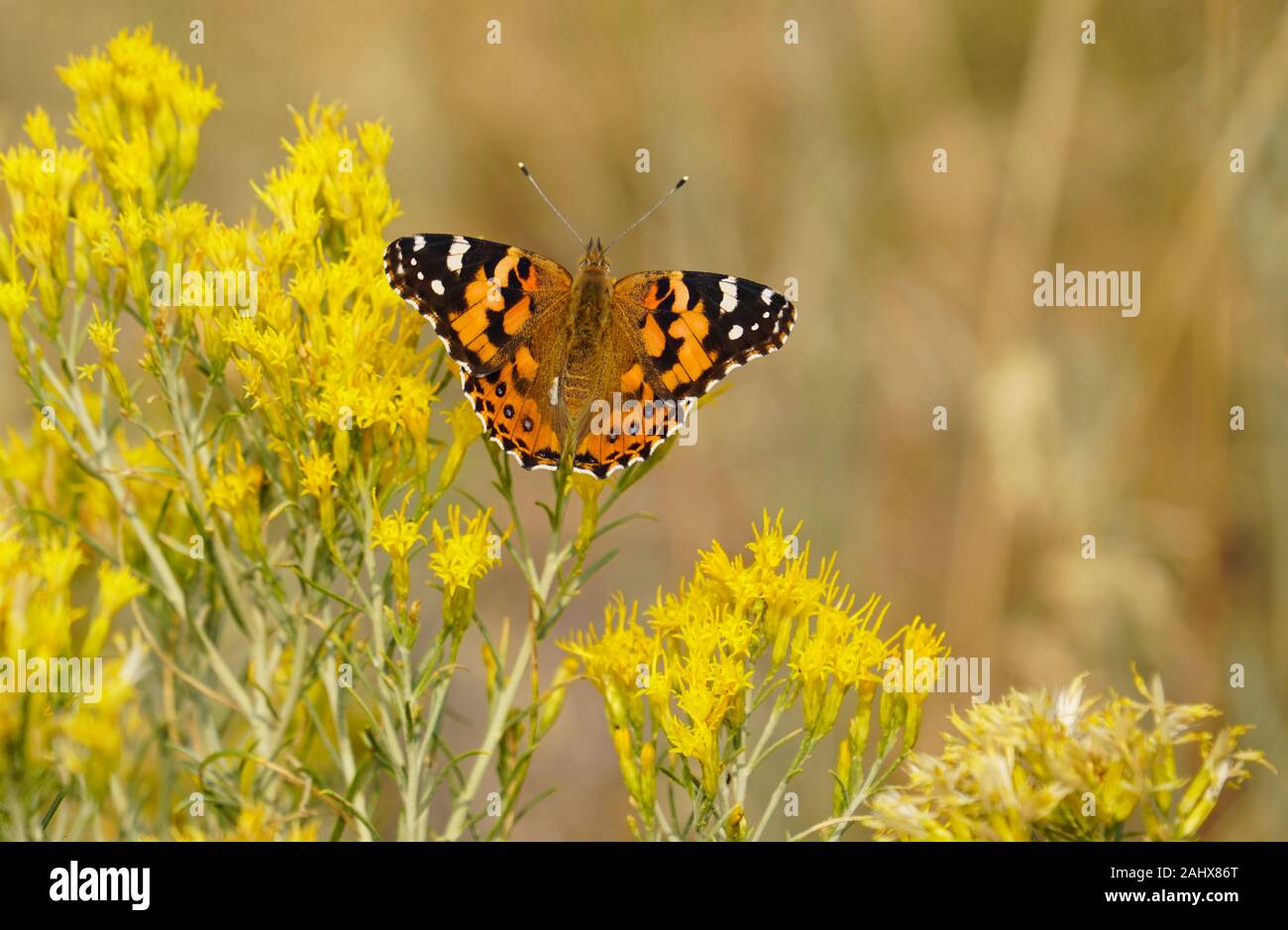 Un papillon monarque jouit du pollen jaune doux de belles fleurs sauvages dans une prairie de montagne. Banque D'Images