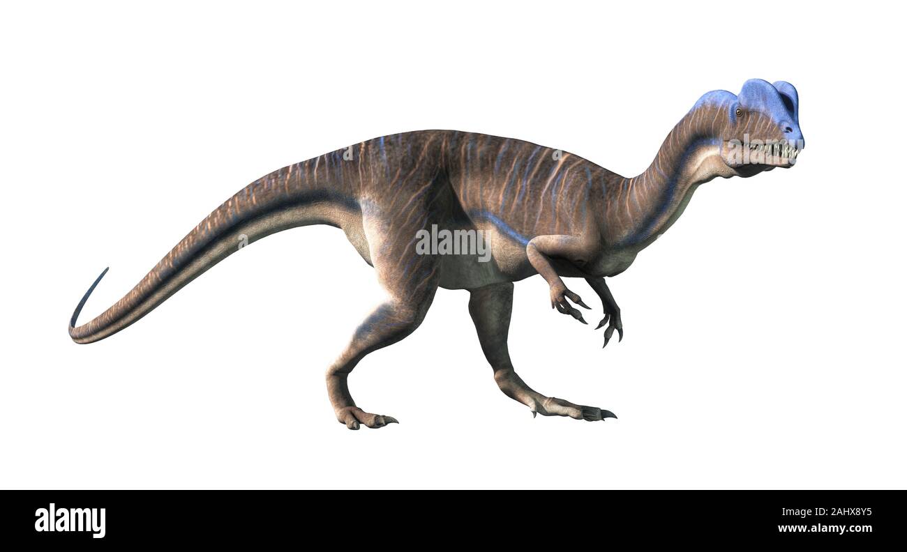 Dilophosaurus était un théropode du Jurassique précoce en Amérique du Nord. Un prédateur, il est nommé pour les deux écussons sur sa tête. On white Banque D'Images