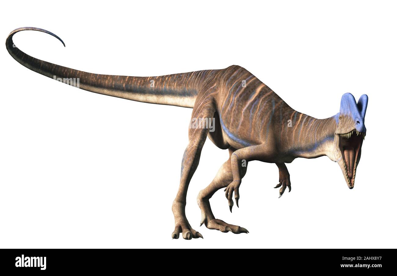 Dilophosaurus était un théropode du Jurassique précoce en Amérique du Nord. Un prédateur, il est nommé pour les deux écussons sur sa tête. On white Banque D'Images