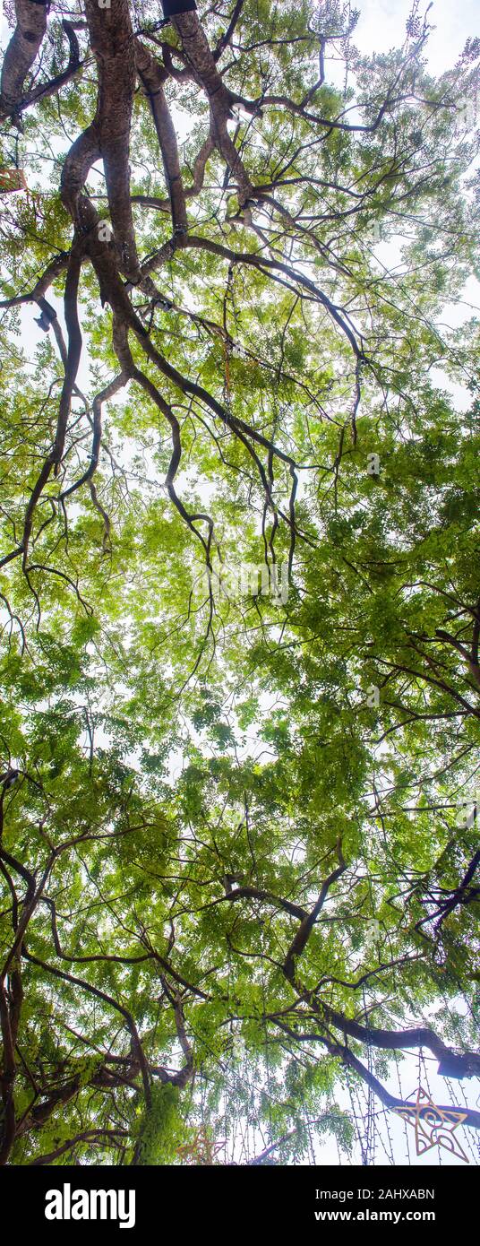 Ciel d'arbres panoramique vertical avec décoration d'éclairage de bas en haut, par temps nuageux. Singapour Banque D'Images