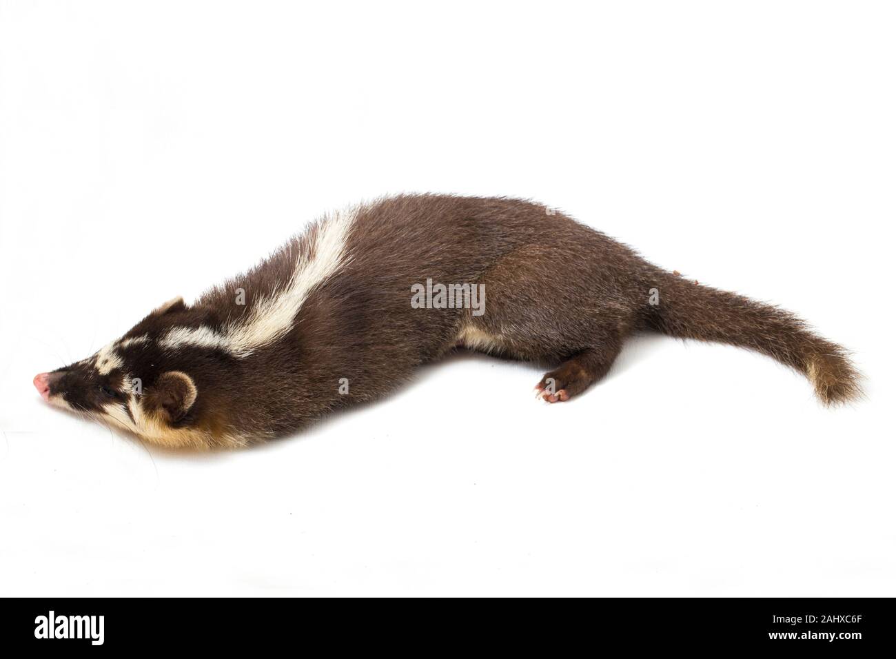 Le Javan ferret-blaireau (Melogale orientalis) est un mustélidé endémique à Java et Bali, Indonésie. isolé sur fond blanc Banque D'Images