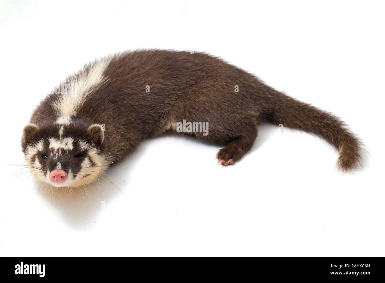 Le Javan ferret-blaireau (Melogale orientalis) est un mustélidé endémique à Java et Bali, Indonésie. isolé sur fond blanc Banque D'Images