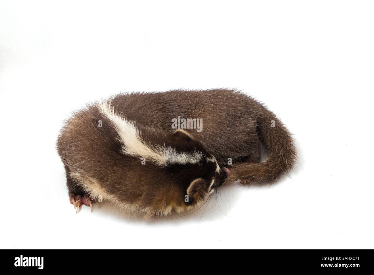 Le Javan ferret-blaireau (Melogale orientalis) est un mustélidé endémique à Java et Bali, Indonésie. isolé sur fond blanc Banque D'Images