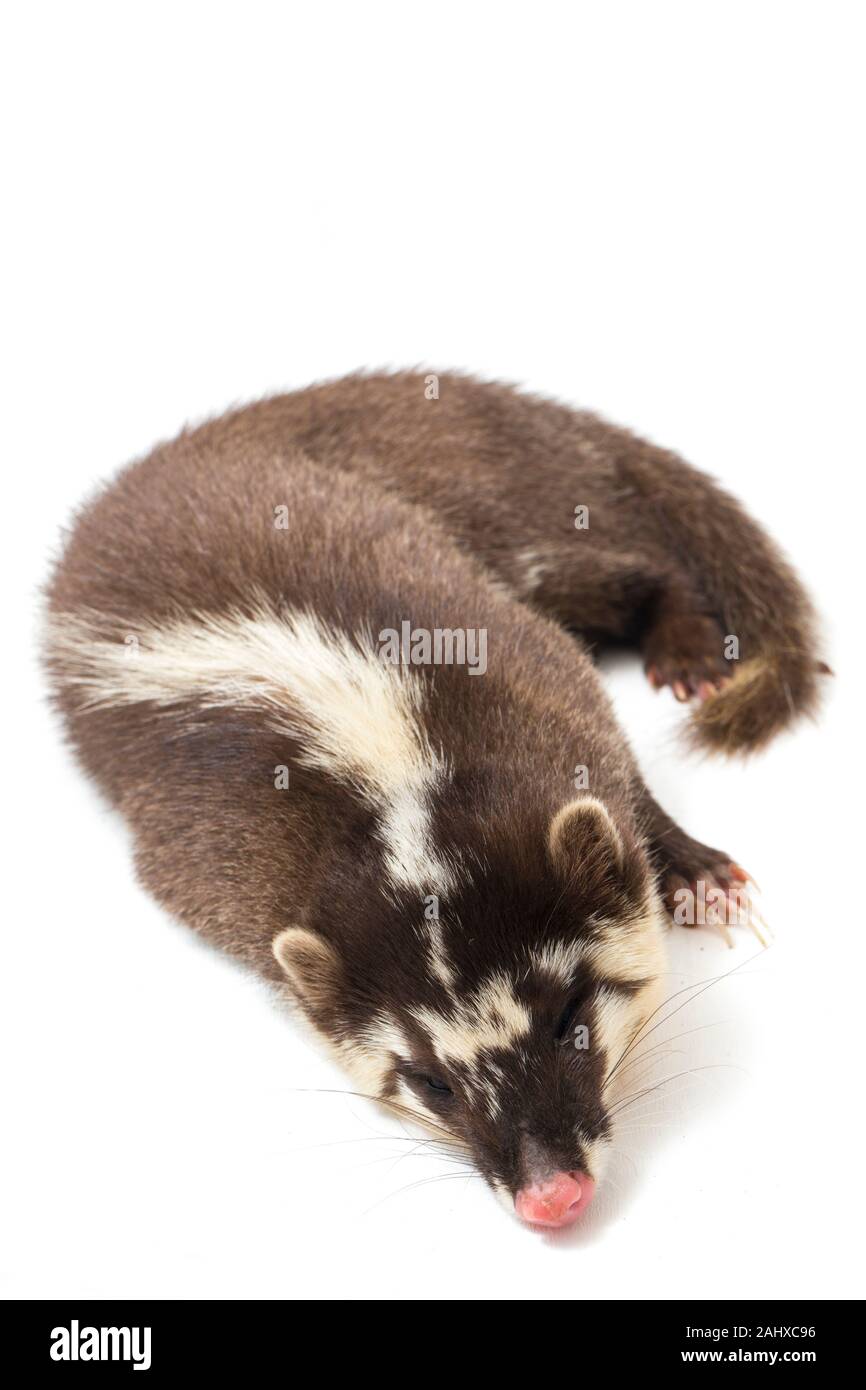 Le Javan ferret-blaireau (Melogale orientalis) est un mustélidé endémique à Java et Bali, Indonésie. isolé sur fond blanc Banque D'Images