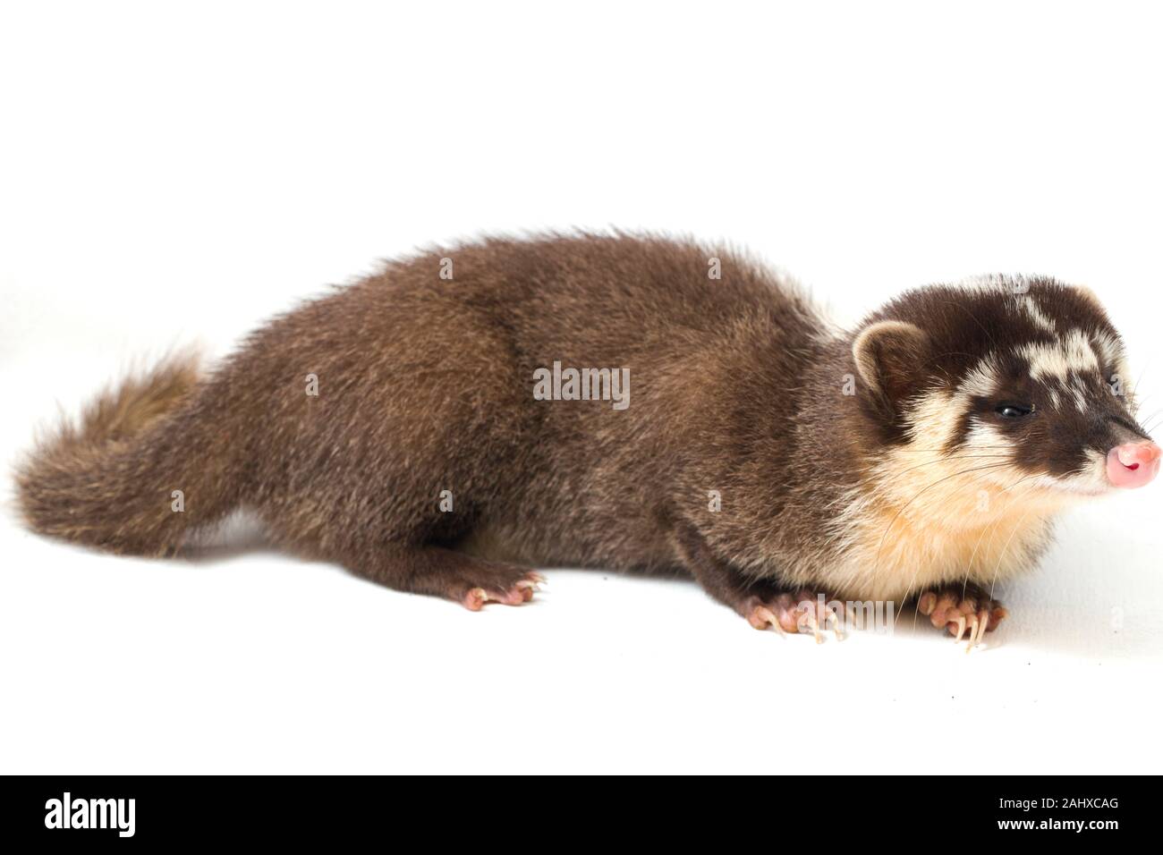 Le Javan ferret-blaireau (Melogale orientalis) est un mustélidé endémique à Java et Bali, Indonésie. isolé sur fond blanc Banque D'Images