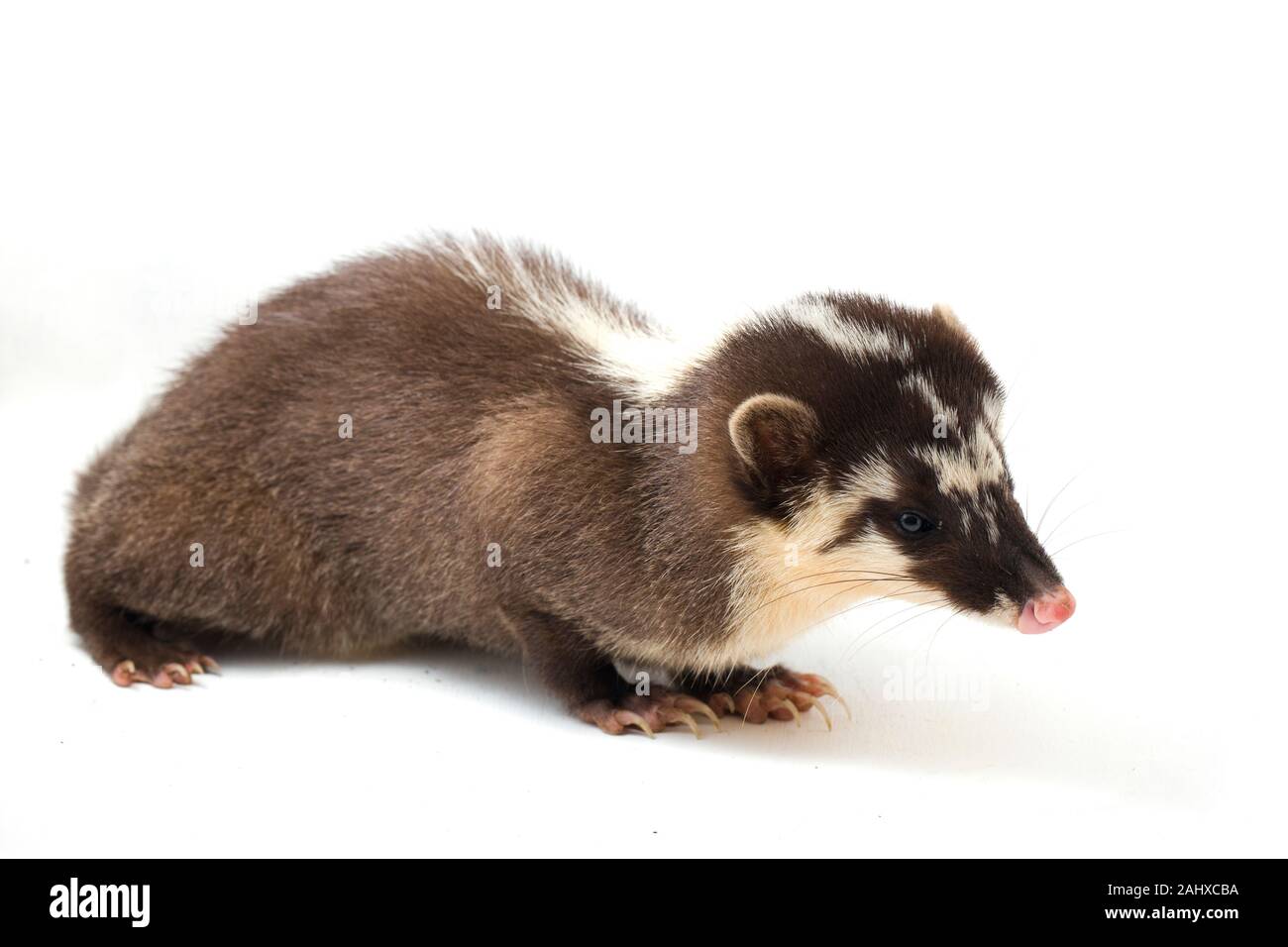 Le Javan ferret-blaireau (Melogale orientalis) est un mustélidé endémique à Java et Bali, Indonésie. isolé sur fond blanc Banque D'Images