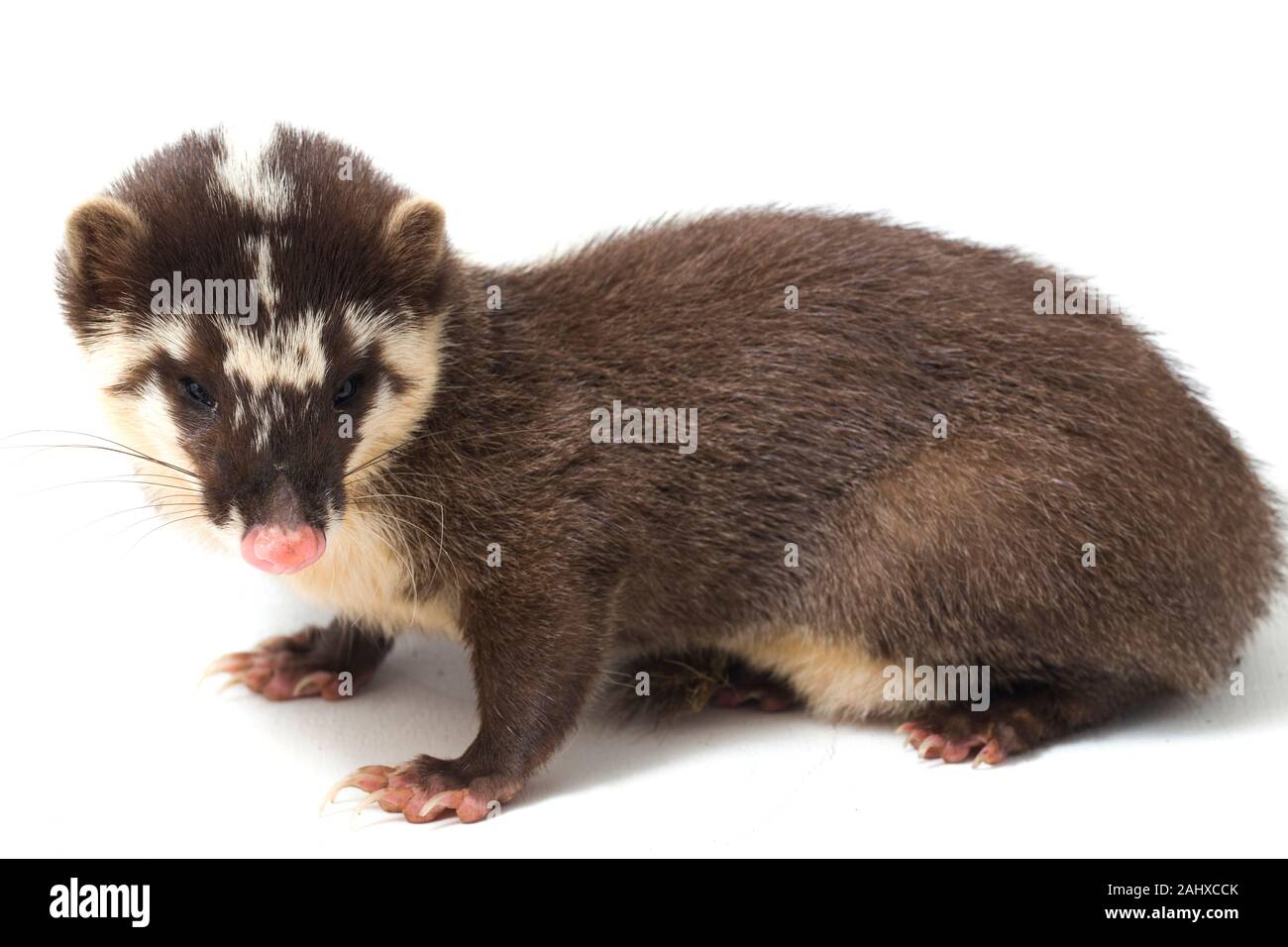 Le Javan ferret-blaireau (Melogale orientalis) est un mustélidé endémique à Java et Bali, Indonésie. isolé sur fond blanc Banque D'Images