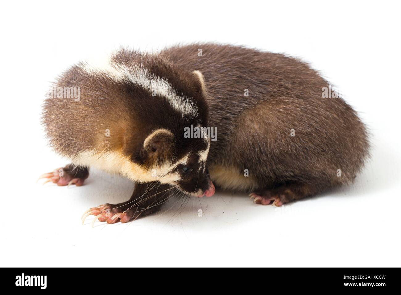 Le Javan ferret-blaireau (Melogale orientalis) est un mustélidé endémique à Java et Bali, Indonésie. isolé sur fond blanc Banque D'Images