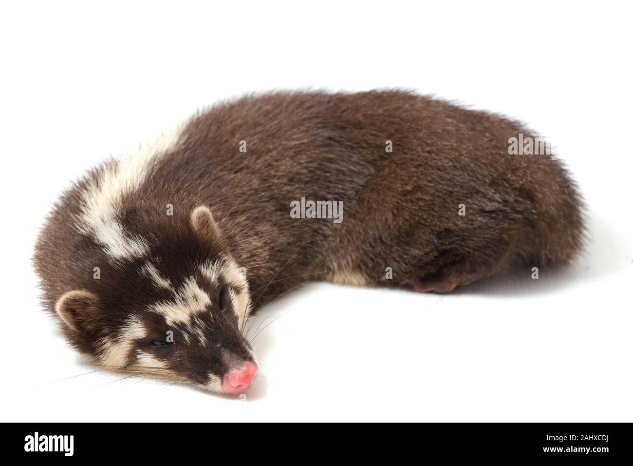 Le Javan ferret-blaireau (Melogale orientalis) est un mustélidé endémique à Java et Bali, Indonésie. isolé sur fond blanc Banque D'Images