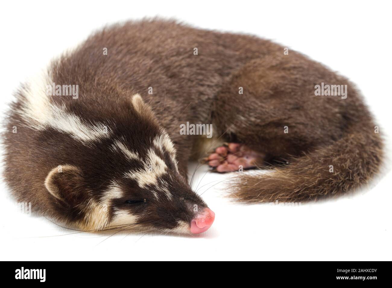 Le Javan ferret-blaireau (Melogale orientalis) est un mustélidé endémique à Java et Bali, Indonésie. isolé sur fond blanc Banque D'Images