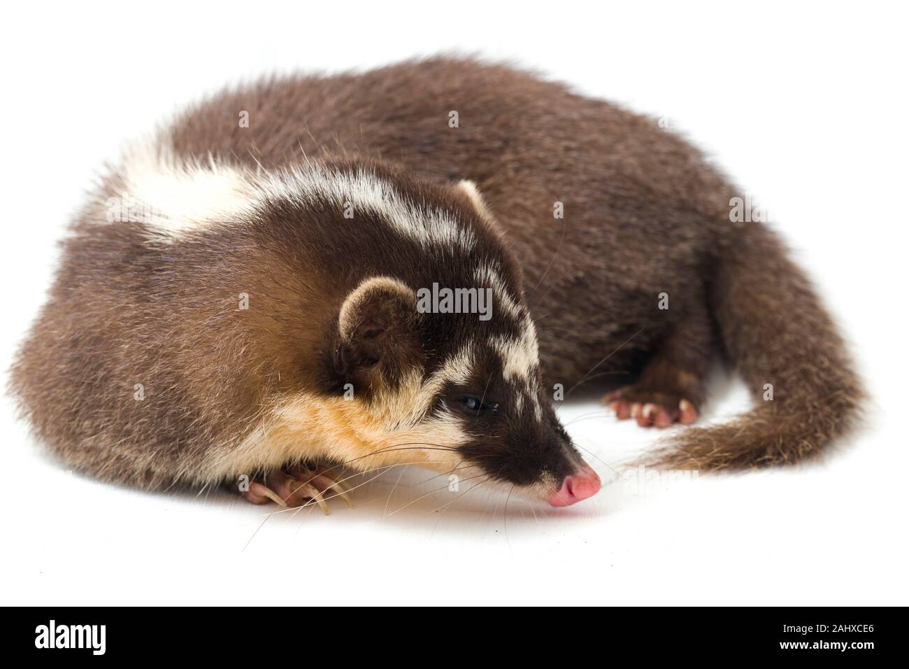 Le Javan ferret-blaireau (Melogale orientalis) est un mustélidé endémique à Java et Bali, Indonésie. isolé sur fond blanc Banque D'Images