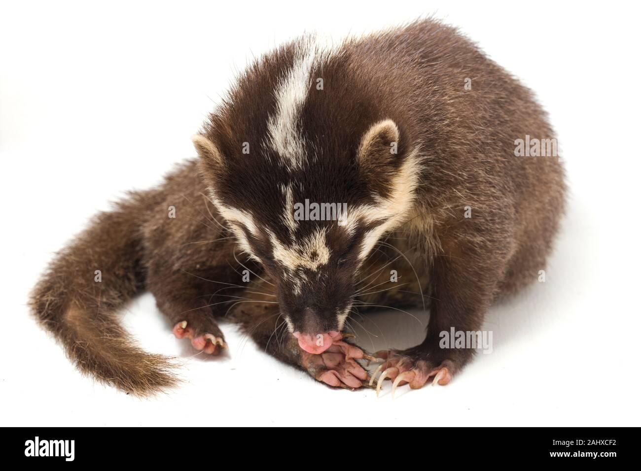 Le Javan ferret-blaireau (Melogale orientalis) est un mustélidé endémique à Java et Bali, Indonésie. isolé sur fond blanc Banque D'Images
