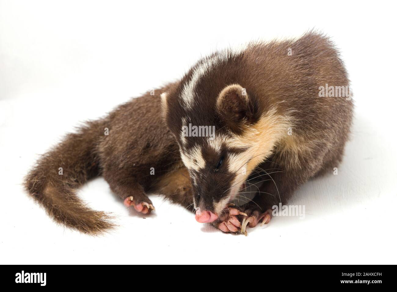 Le Javan ferret-blaireau (Melogale orientalis) est un mustélidé endémique à Java et Bali, Indonésie. isolé sur fond blanc Banque D'Images