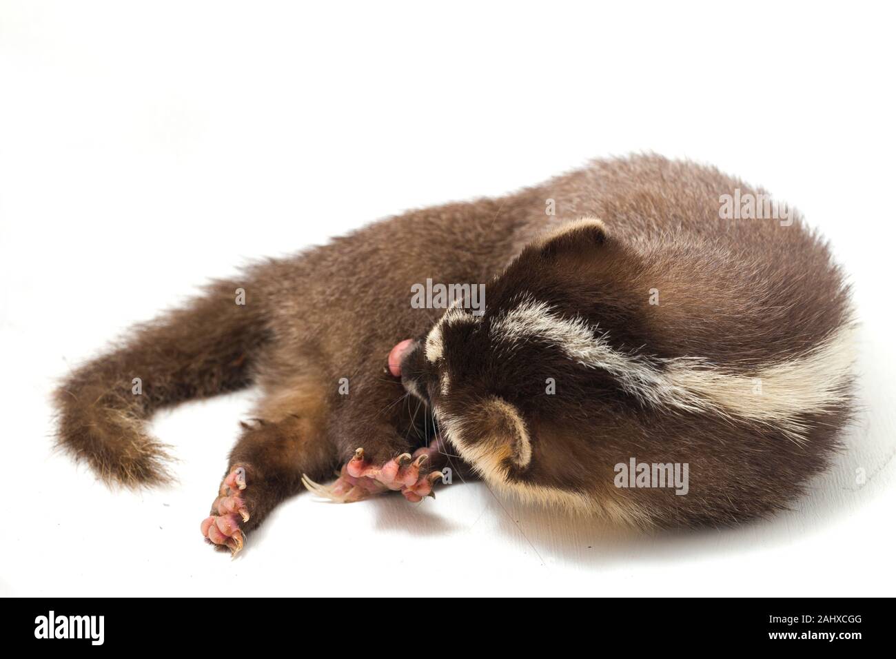 Le Javan ferret-blaireau (Melogale orientalis) est un mustélidé endémique à Java et Bali, Indonésie. isolé sur fond blanc Banque D'Images
