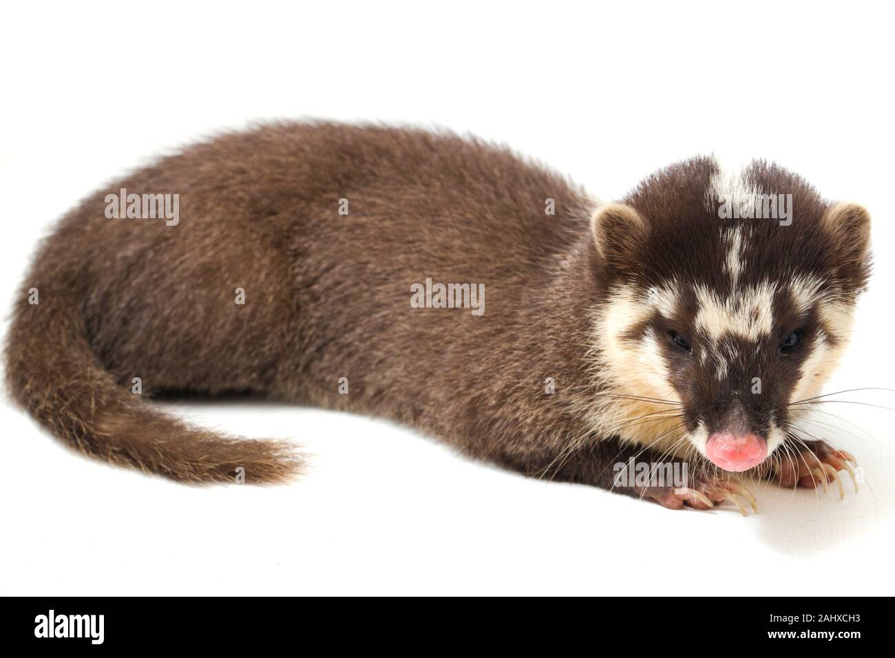 Le Javan ferret-blaireau (Melogale orientalis) est un mustélidé endémique à Java et Bali, Indonésie. isolé sur fond blanc Banque D'Images