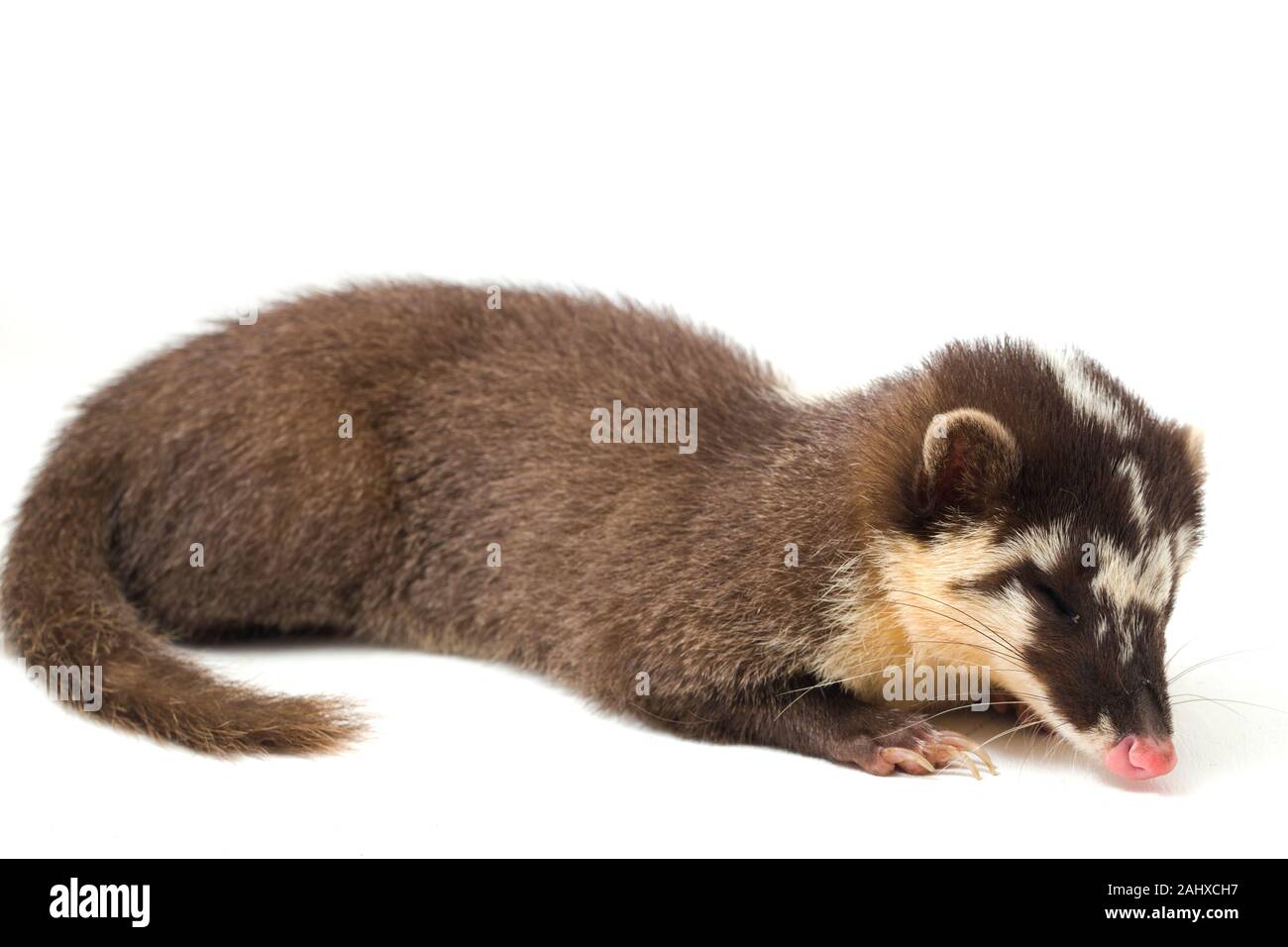Le Javan ferret-blaireau (Melogale orientalis) est un mustélidé endémique à Java et Bali, Indonésie. isolé sur fond blanc Banque D'Images