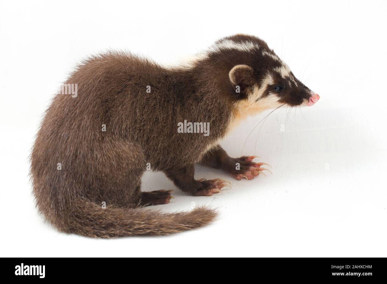 Le Javan ferret-blaireau (Melogale orientalis) est un mustélidé endémique à Java et Bali, Indonésie. isolé sur fond blanc Banque D'Images