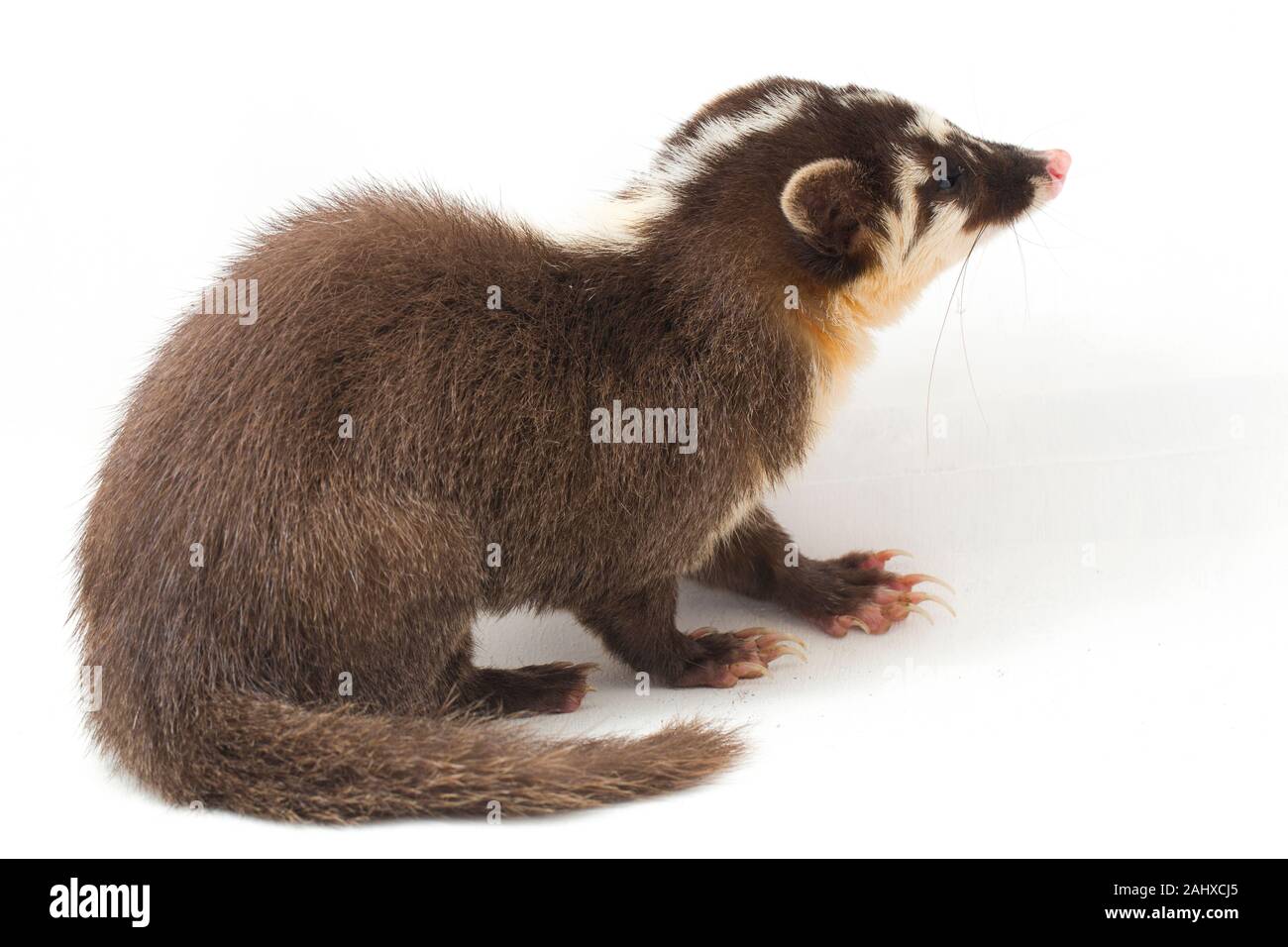 Le Javan ferret-blaireau (Melogale orientalis) est un mustélidé endémique à Java et Bali, Indonésie. isolé sur fond blanc Banque D'Images