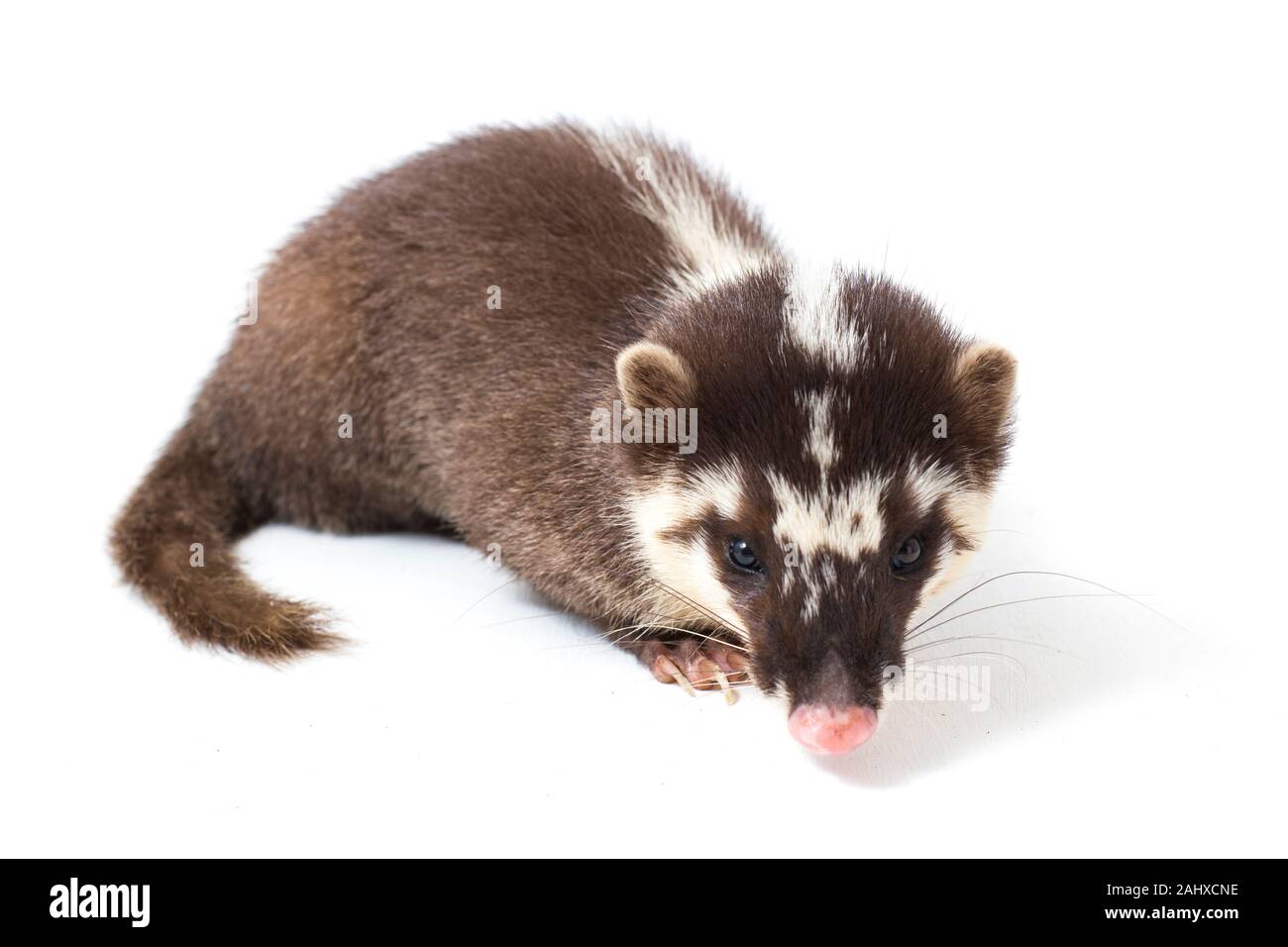Le Javan ferret-blaireau (Melogale orientalis) est un mustélidé endémique à Java et Bali, Indonésie. isolé sur fond blanc Banque D'Images