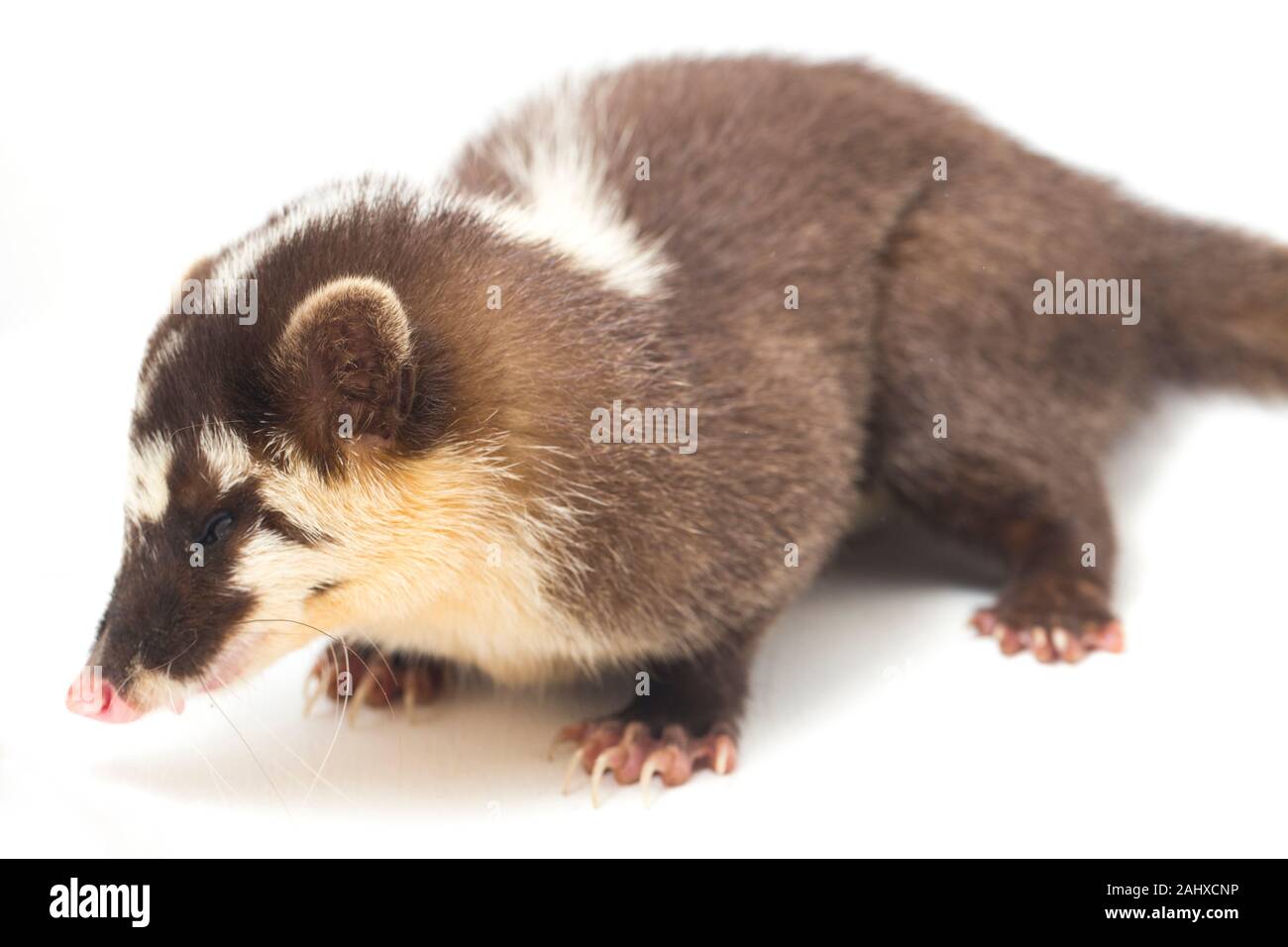 Le Javan ferret-blaireau (Melogale orientalis) est un mustélidé endémique à Java et Bali, Indonésie. isolé sur fond blanc Banque D'Images