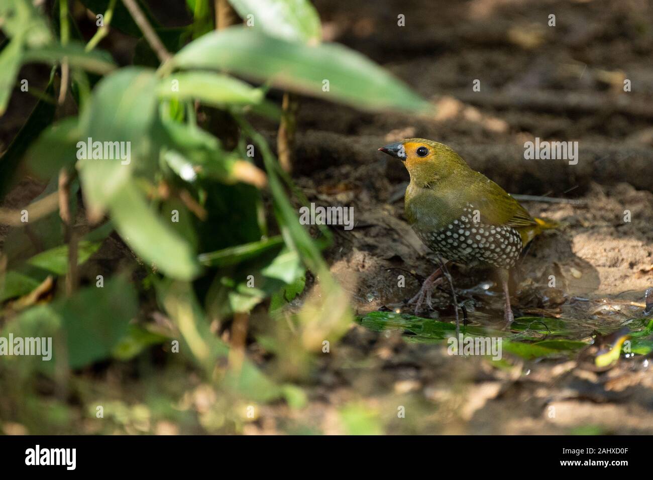 Twinspot Mandingoa nitidula Green, Phinda Game Reserve, Banque D'Images