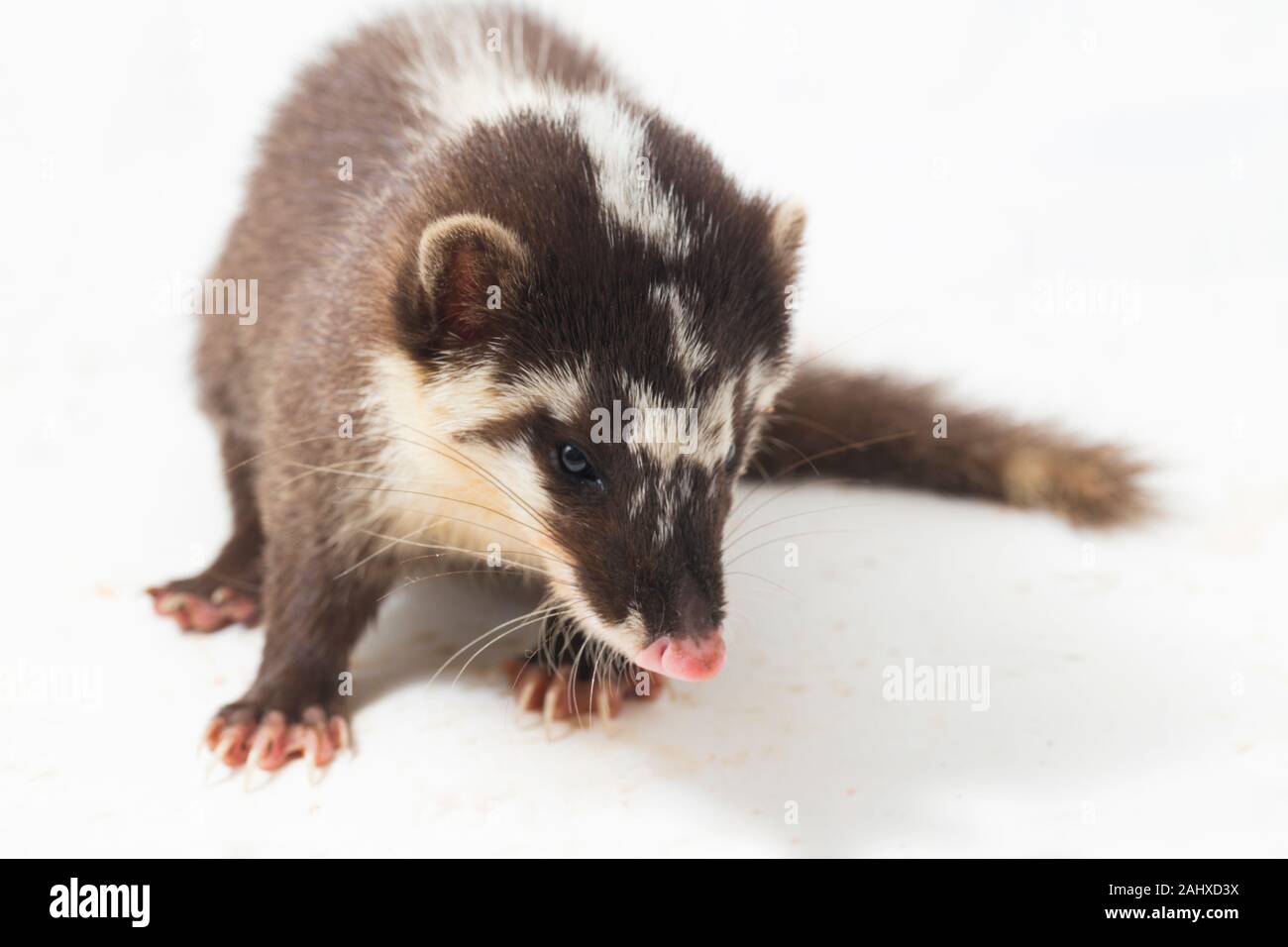 Le Javan ferret-blaireau (Melogale orientalis) est un mustélidé endémique à Java et Bali, Indonésie. isolé sur fond blanc Banque D'Images