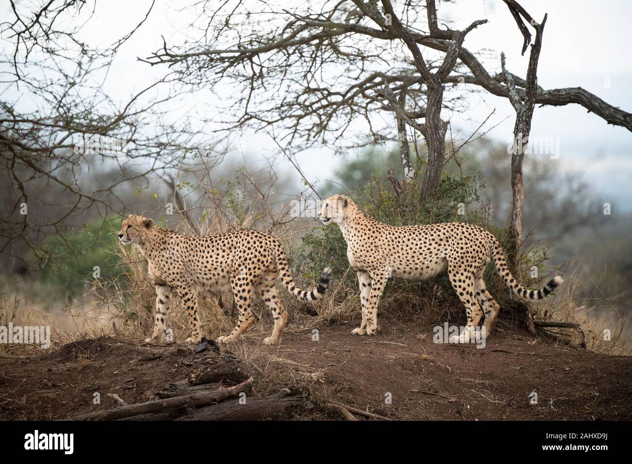Coalition guépard, Acinonyx jubatus, Manyoni Game Reserve, Afrique du Sud Banque D'Images