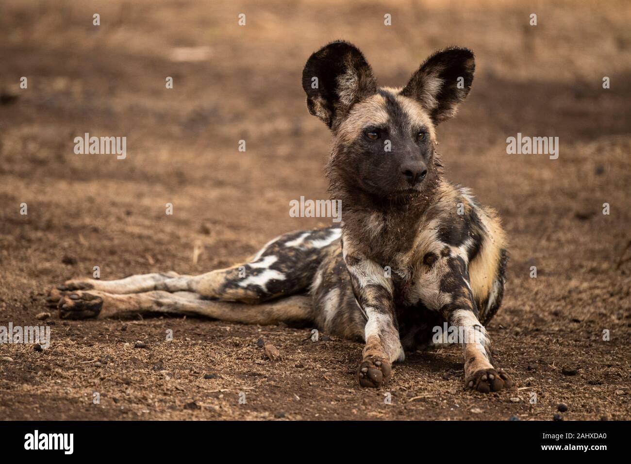 Chien sauvage, Lycaon pictus, Manyoni Game Reserve, Afrique du Sud Banque D'Images