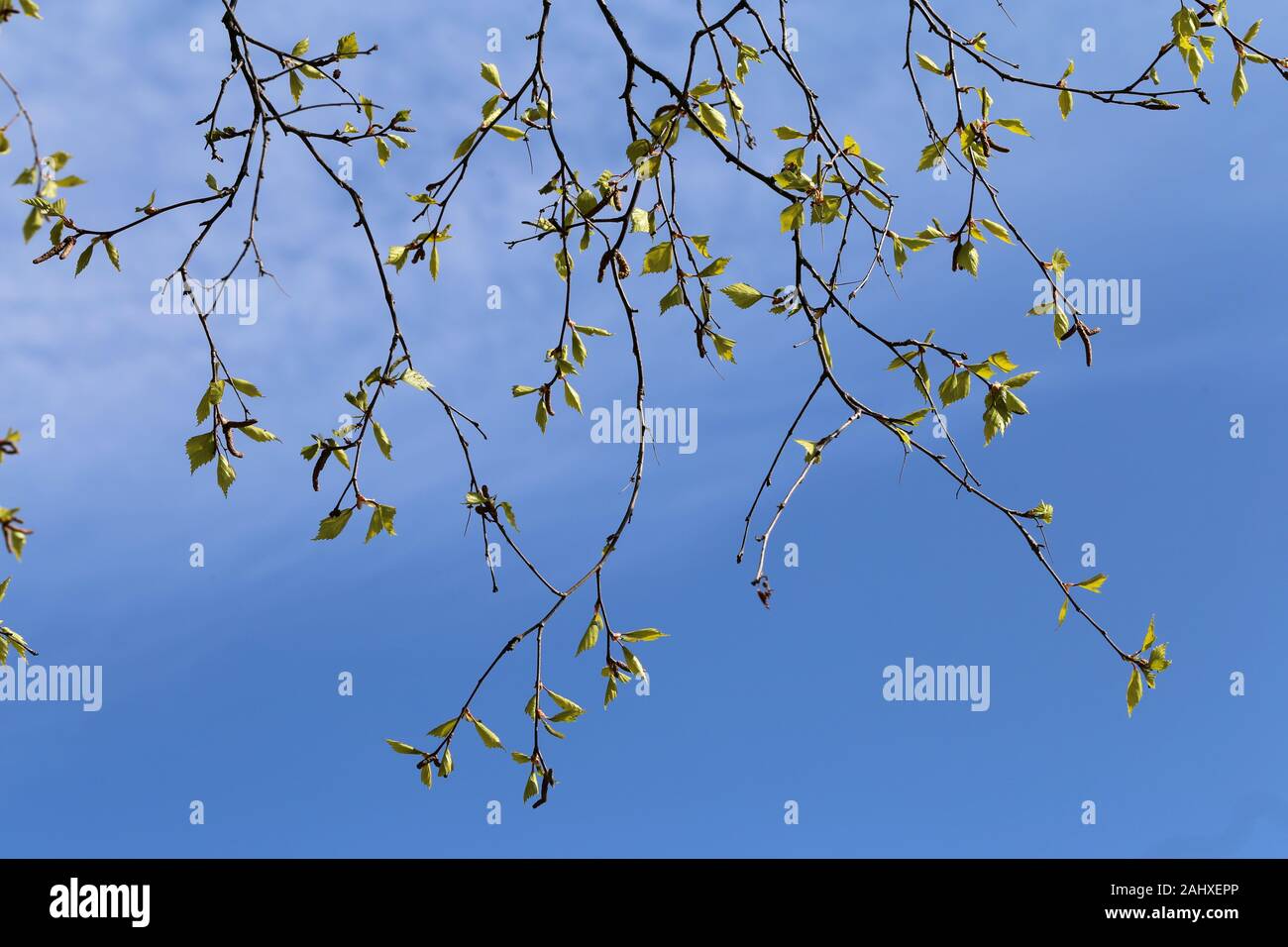 Les branches d'arbres de bouleau au début du printemps. Sur cette photo vous pouvez voir beaucoup de branches avec des bourgeons de nouvelles petites feuilles vertes. Photographié en Finlande. Banque D'Images