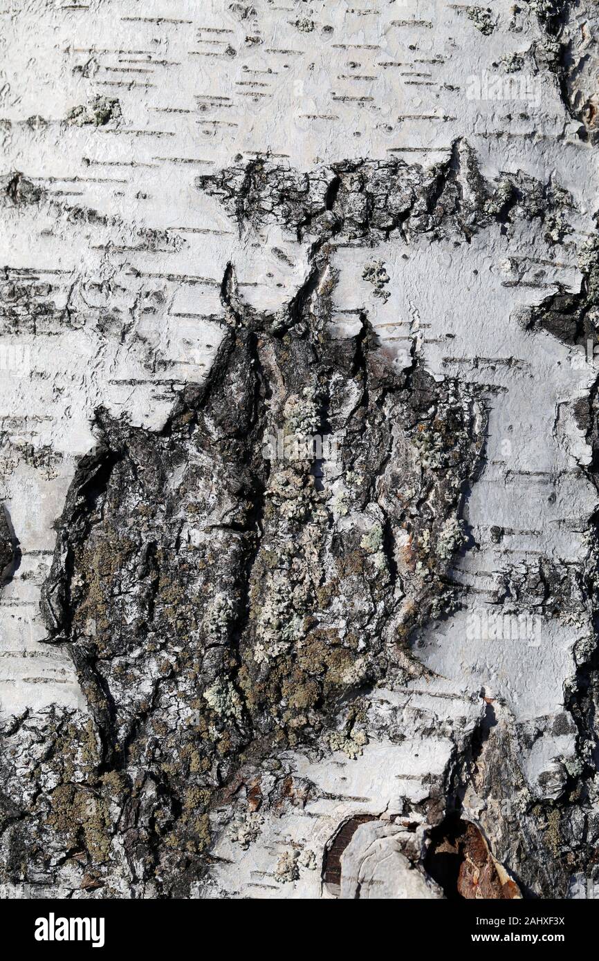 L'écorce de bouleau, gros plan texture photographié en Finlande. Le livre blanc de l'arbre de Peel a des fissures. Macroimage à thème nature détaillée, photo en couleur. Banque D'Images