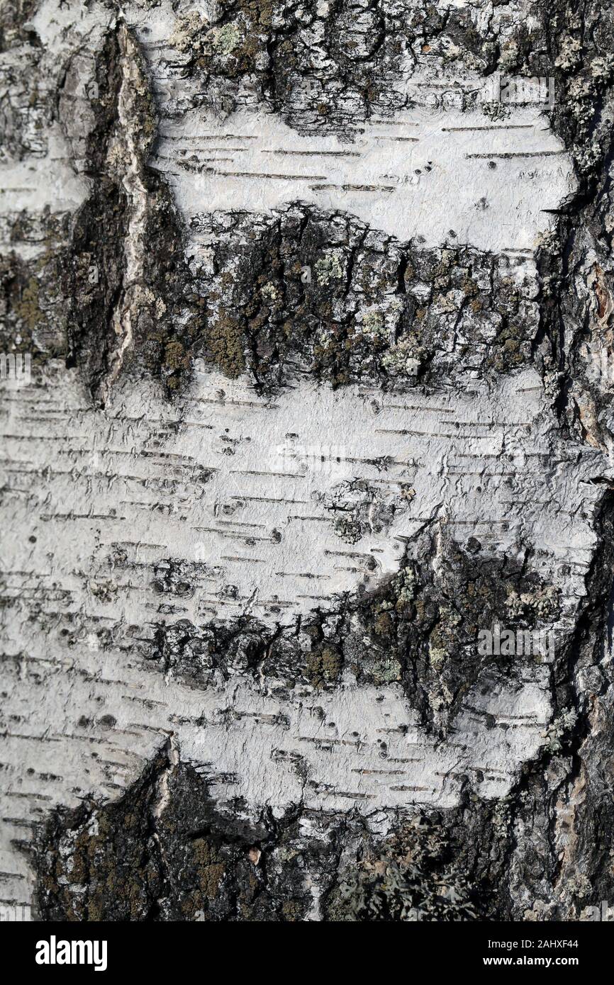 L'écorce de bouleau, gros plan texture photographié en Finlande. Le livre blanc de l'arbre de Peel a des fissures. Macroimage à thème nature détaillée, photo en couleur. Banque D'Images
