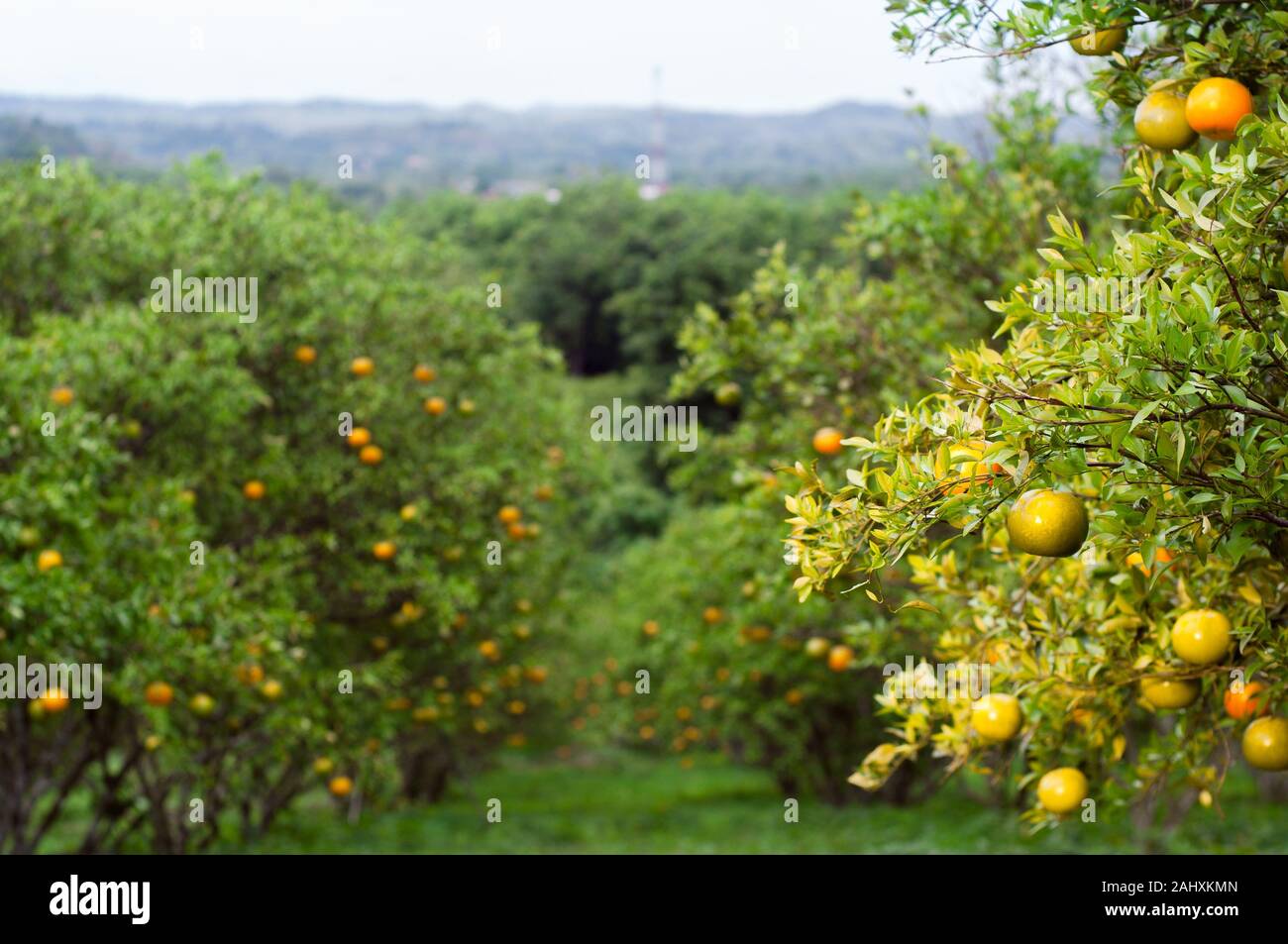 Flou de orange farm ou le jardin dans la matinée. Arrière-plan de l'été. Jardin de citron Banque D'Images