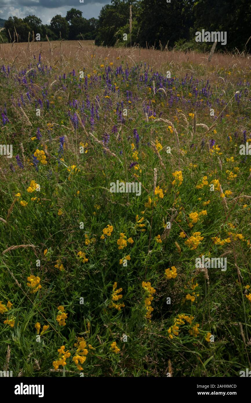 Gesse des prés, Lathyrus pratensis, vesce jargeau et d'autres fleurs dans de vieux prés près de Bruton, East Somerset.. Banque D'Images