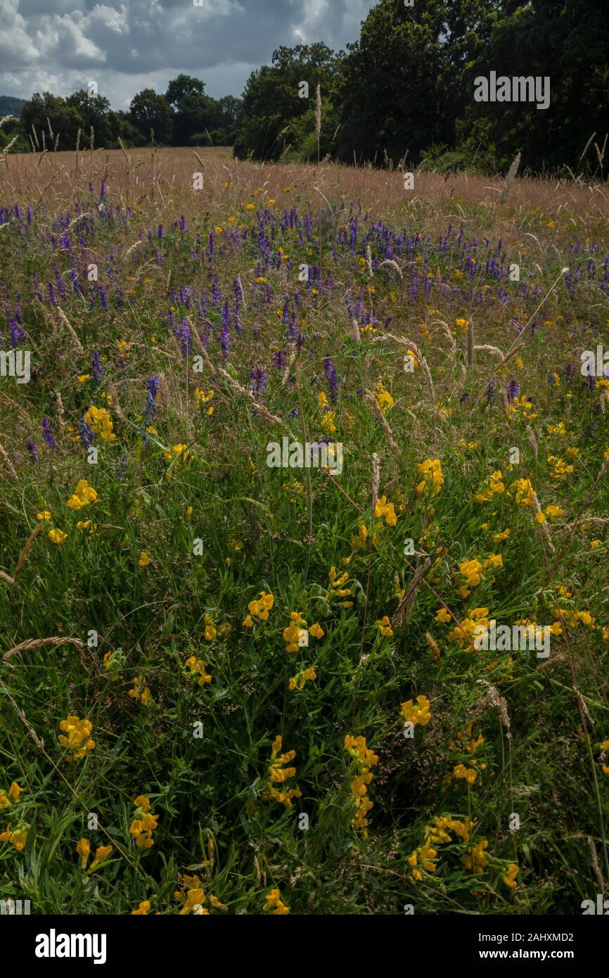 Gesse des prés, Lathyrus pratensis, vesce jargeau et d'autres fleurs dans de vieux prés près de Bruton, East Somerset.. Banque D'Images